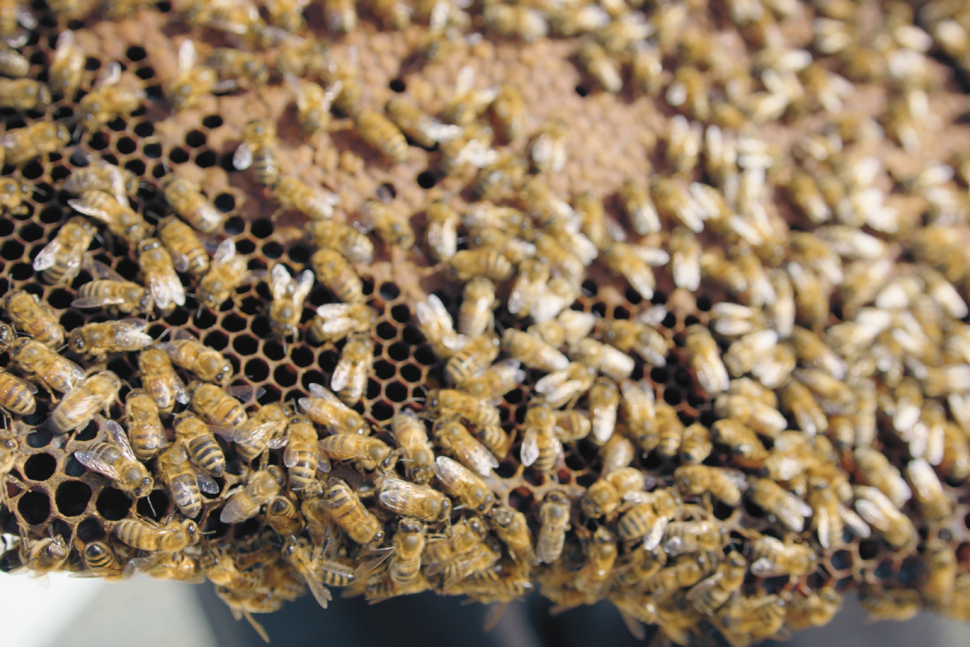 The Buzz on Bees